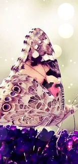 Butterfly resting on purple flowers with a soft, blurred background.