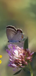 Butterfly resting on a purple flower with a blurred green background.