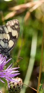 Butterfly resting on purple flower with green background.