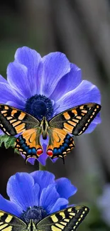 Colorful butterfly on vibrant purple flower mobile wallpaper.