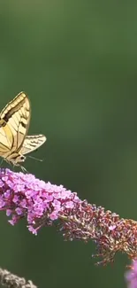 Butterfly resting on a purple flower in nature.