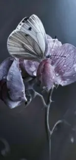 White butterfly resting on a dewy purple flower.