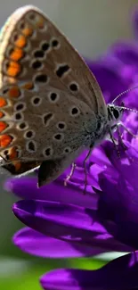 Beautiful butterfly on a purple flower close-up wallpaper.