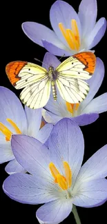 Butterfly resting on vibrant purple flowers on a black background.