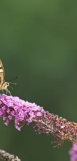 Butterfly resting on vibrant purple flowers with a green background.