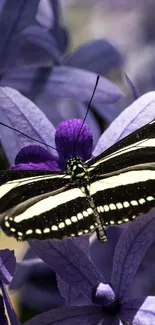 Zebra-striped butterfly on vivid purple flowers.