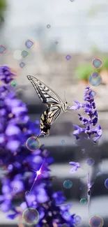 Butterfly on purple flowers with bokeh bubbles background.