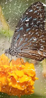 Butterfly on a yellow flower with raindrops on glass.