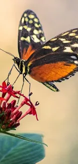 A butterfly perched on a vibrant red flower with green leaves in the background.