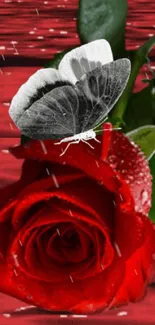 Black butterfly on red rose wallpaper design.