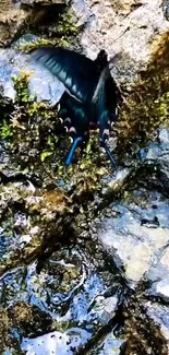 Blue butterfly on mossy rock background.