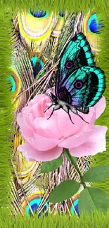 Colorful butterfly on pink rose with peacock feathers.