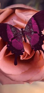 Purple butterfly resting on a pink rose in detailed close-up.