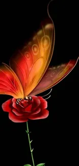 Butterfly on a red rose with black background.