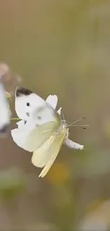 Delicate butterfly mid-flight on a soft, natural background.