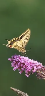 A butterfly perched on a lilac blossom against a green backdrop.