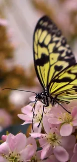 Butterfly rests on pink blossoms with blurred background.