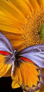 Colorful butterfly on a vivid sunflower.