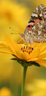 Butterfly perched on a yellow sunflower with blurred background.