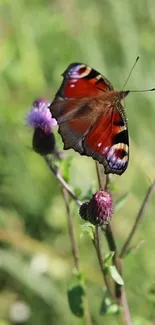 Butterfly perched on a purple thistle flower in a green field.