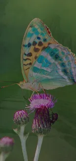 Colorful butterfly on purple thistle against green backdrop.