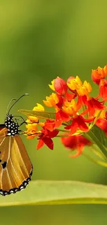 Butterfly resting on vibrant red and yellow flowers with green background.