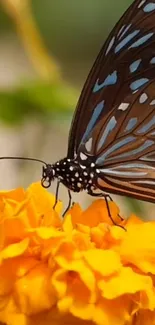 Butterfly resting on a vibrant marigold flower against a natural backdrop.