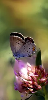 Butterfly perched on a colorful flower with a green blurred background.