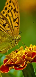 A close-up of a butterfly on a colorful flower, set against a lush green background.