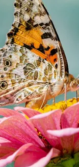 Butterfly perched on a vibrant pink flower in nature.