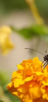 Butterfly resting on a yellow marigold flower, showcasing nature's beauty.