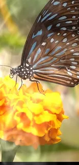 Butterfly perched on vibrant orange flower, detailed and colorful.