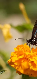 Colorful butterfly resting on orange marigold flower in a garden.