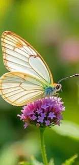 Butterfly rests on a colorful flower