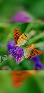 Orange butterflies on a purple flower with green background.