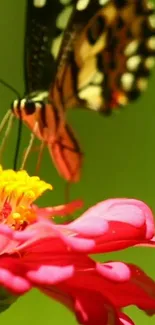 Butterfly rests on bright pink flower against green background