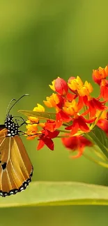 Butterfly perched on vibrant orange and red flowers with a green background.