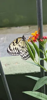 Butterfly resting on colorful flowers with a green background.