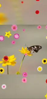 Butterfly on bright yellow flowers amidst colorful blooms.