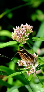 Butterfly resting on pink flowers amidst lush green leaves.