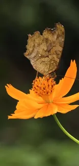 Butterfly perched on a bright orange flower.