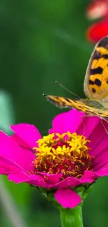 Butterfly on a vibrant pink flower with natural greenery.