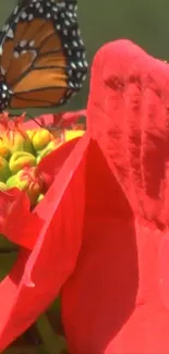 Butterfly perched on vivid red flower close-up.