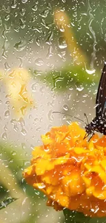 Butterfly resting on an orange flower with raindrops on glass, creating a nature scene.