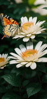 A butterfly perched on white daisies amidst green leaves.