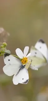 White butterfly resting on a daisy flower amidst a blurred natural background.