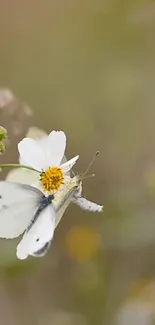 Butterfly rests on a delicate white flower, embodying tranquility.