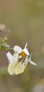 Butterfly resting on a white flower with a beige background.