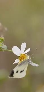 Butterfly resting on a white daisy flower.