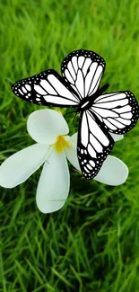 Black and white butterfly on white flower with green grass background.